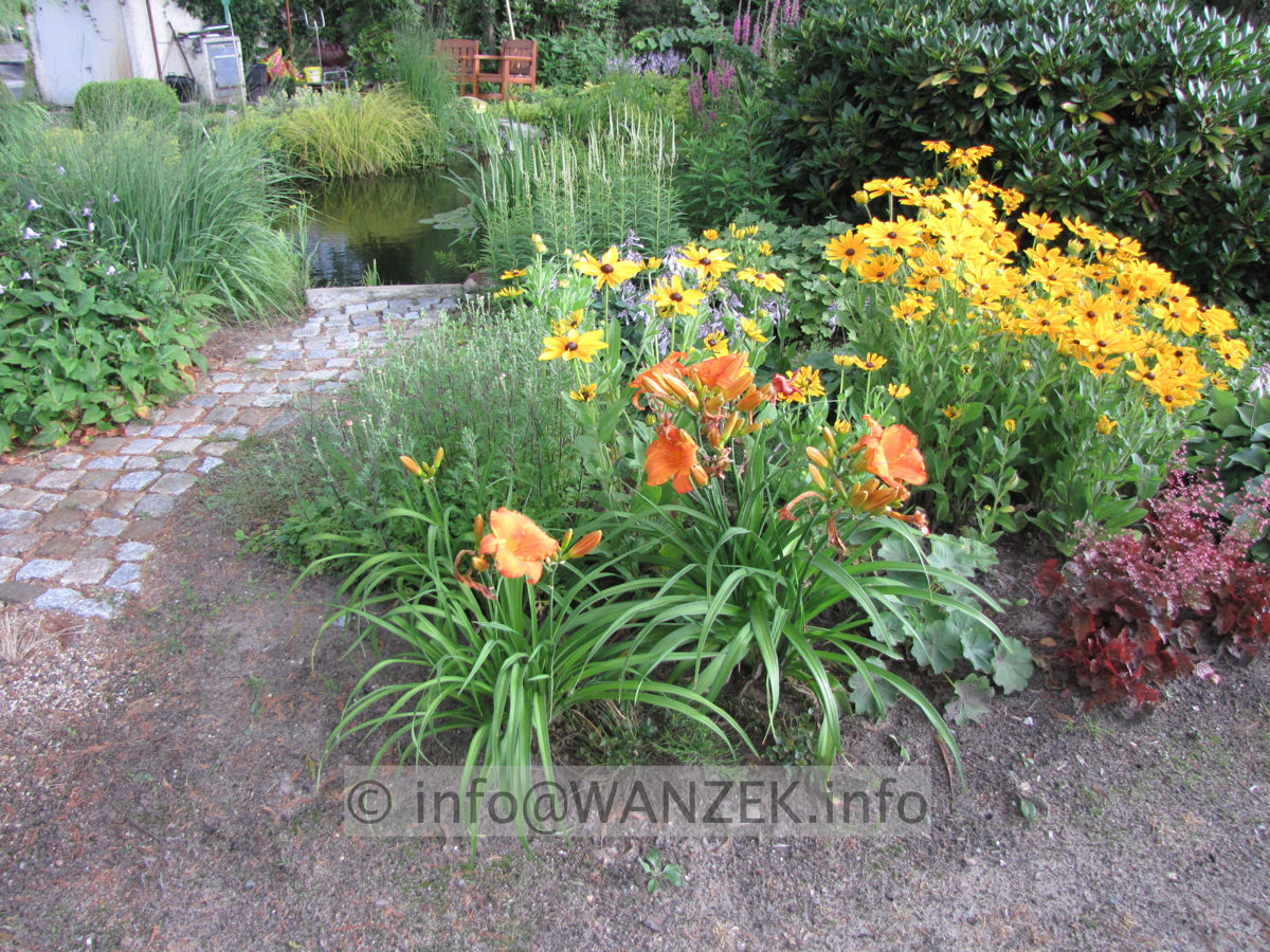 Hemerocallis am Teich.JPG